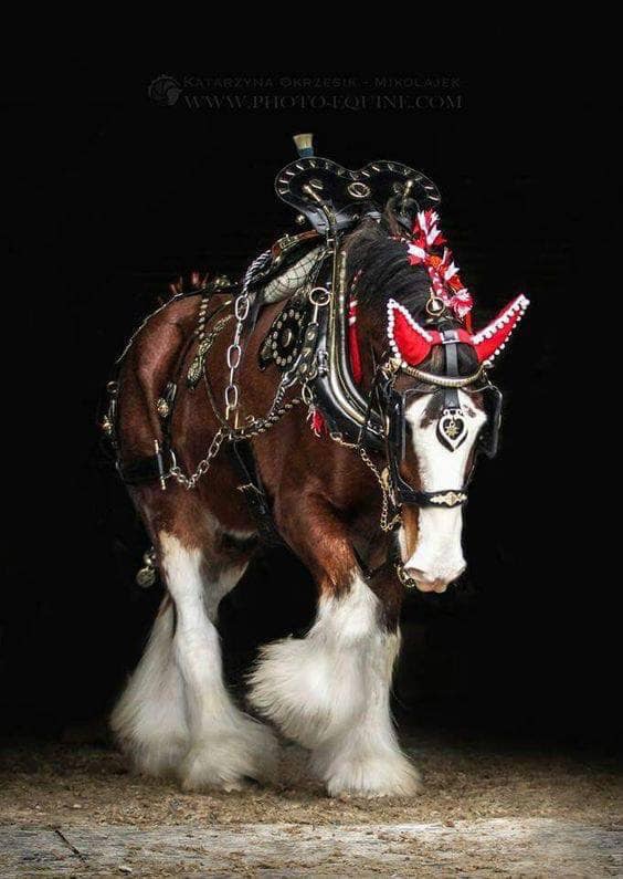 Clydesdale Horses